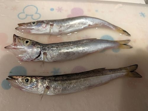 カマスの釣果