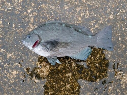 グレの釣果