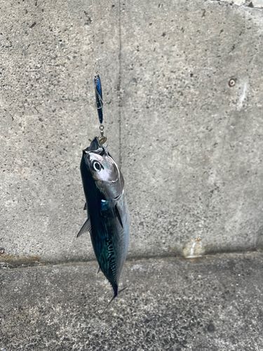 ヒラソウダの釣果