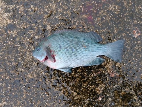 グレの釣果