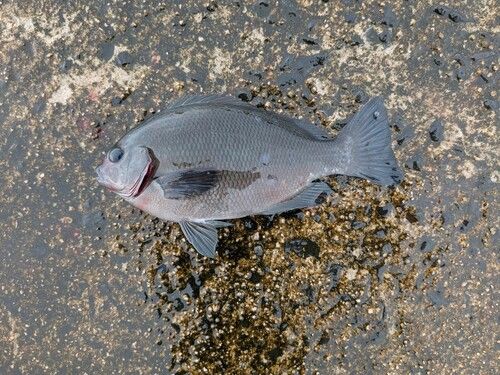 グレの釣果