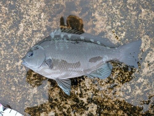 グレの釣果