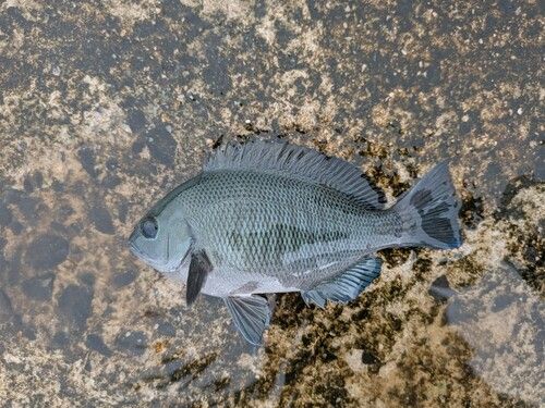 グレの釣果