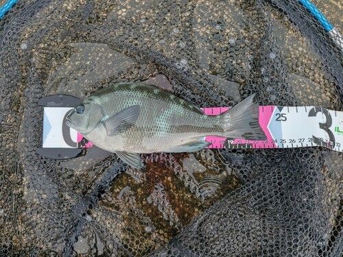 グレの釣果
