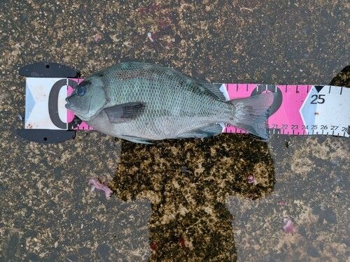 グレの釣果