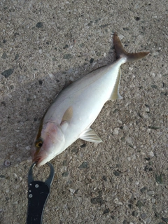 カンパチの釣果