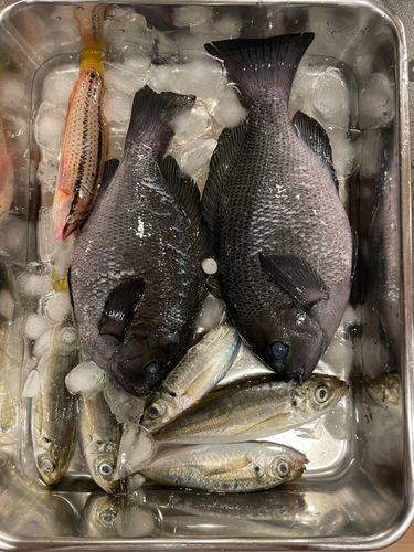 グレの釣果