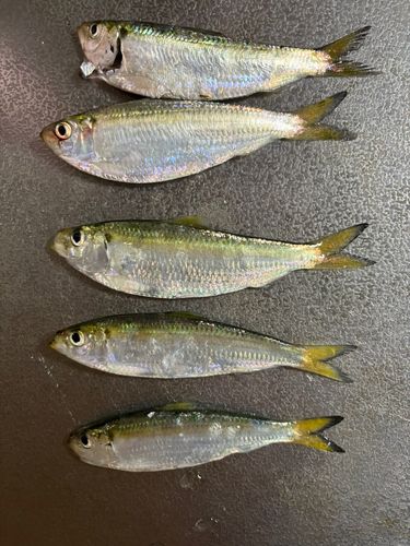 サッパの釣果