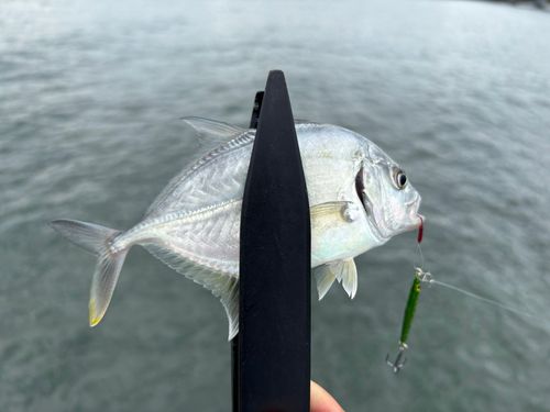 メッキの釣果