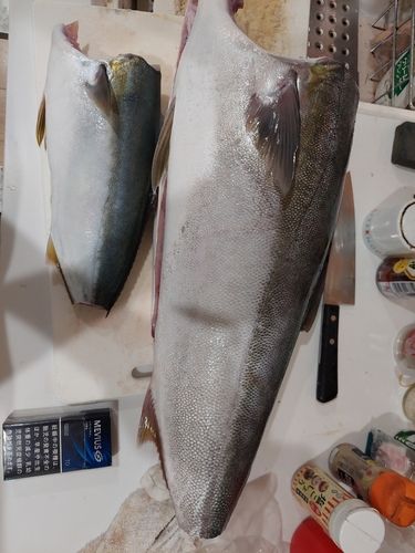 ブリの釣果