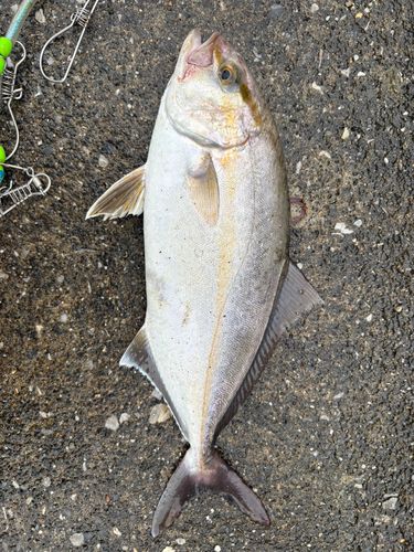 ショゴの釣果