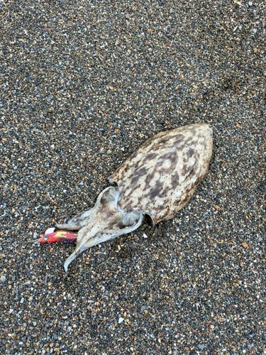 コウイカの釣果
