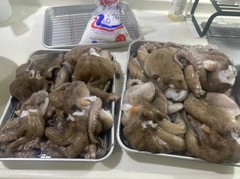 タコの釣果
