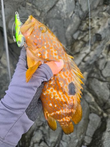 キジハタの釣果