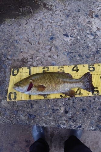 スモールマウスバスの釣果