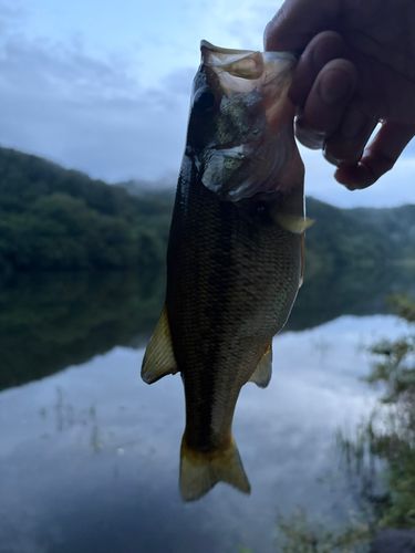 ラージマウスバスの釣果