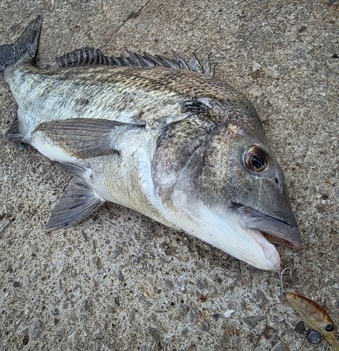 クロダイの釣果