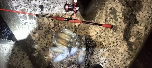 アオリイカの釣果