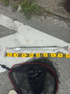 ダツの釣果