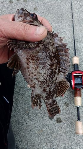 オウゴンムラソイの釣果