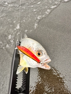メッキの釣果