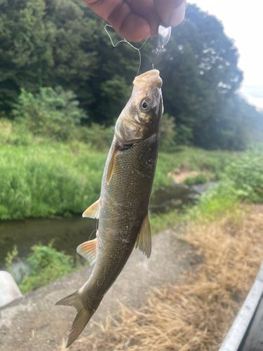 ニゴイの釣果