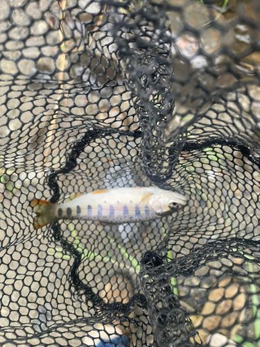ヤマメの釣果