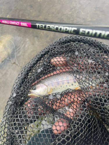 ヤマメの釣果