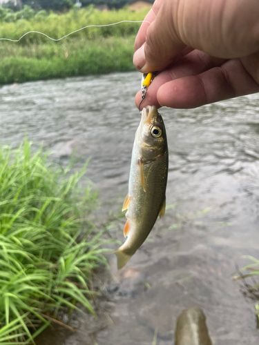 ウグイの釣果
