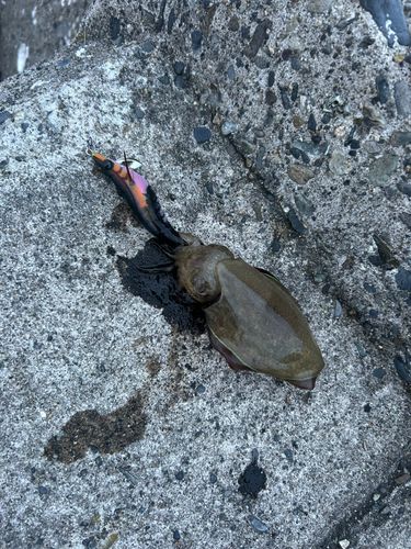 コウイカの釣果