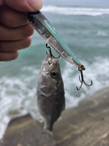セイゴ（マルスズキ）の釣果