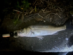 セイゴ（マルスズキ）の釣果
