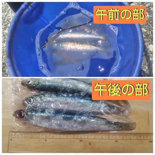 ウルメイワシの釣果