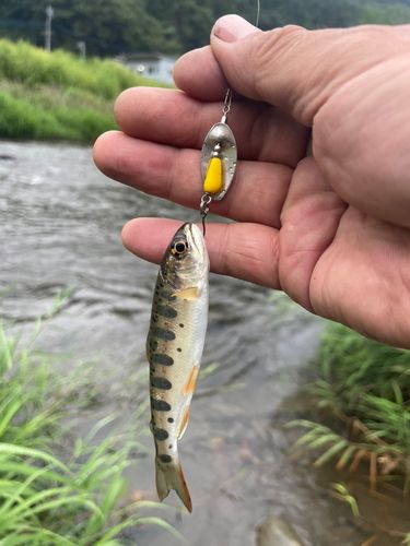 ヤマメの釣果