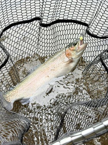 ニジマスの釣果