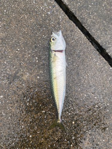 サバの釣果