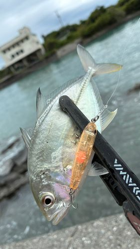 メッキの釣果