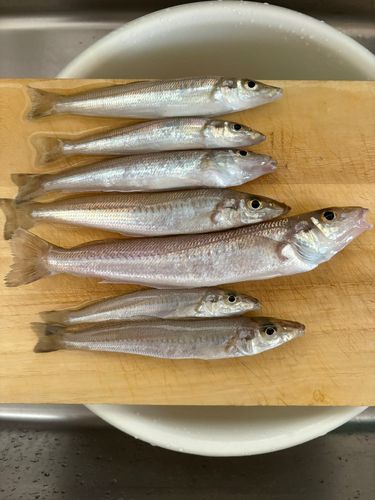キスの釣果