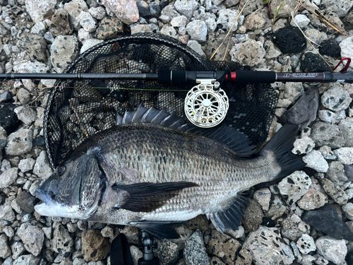 チヌの釣果