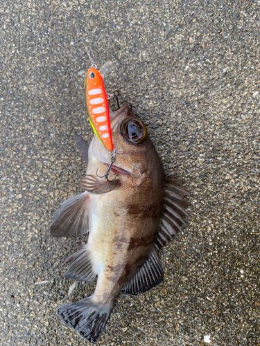 メバルの釣果