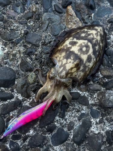 アオリイカの釣果