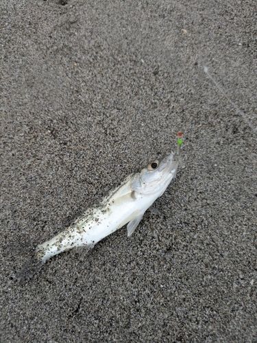 セイゴ（マルスズキ）の釣果