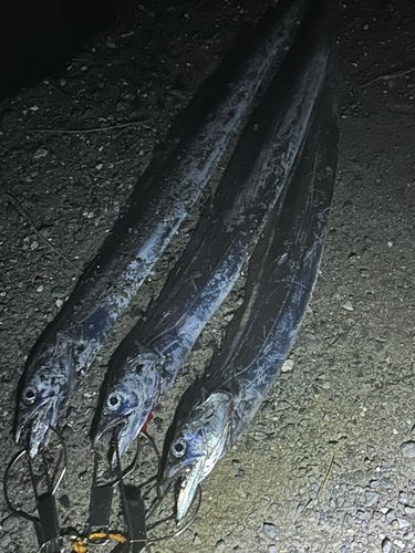 タチウオの釣果