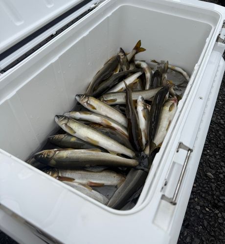 アユの釣果
