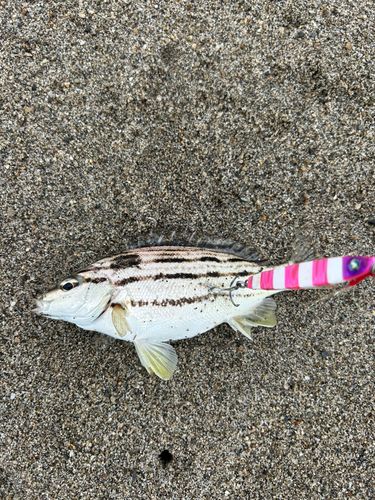 シマイサキの釣果