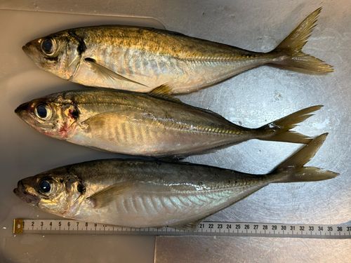 マアジの釣果