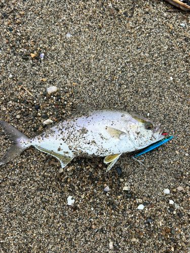 ショゴの釣果