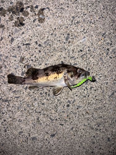 クロソイの釣果