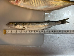 カマスの釣果