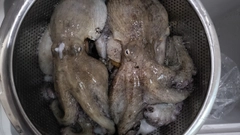 マダコの釣果